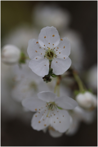 flowers-blossom-cherry-blossom-4873128