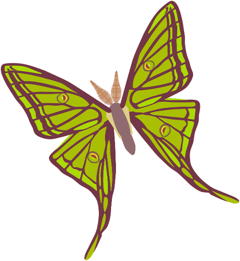 insect-butterfly-entomology-cutout-7836563