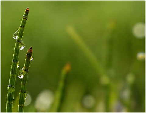 nature-horsetail-dewdrop-spring-5132608