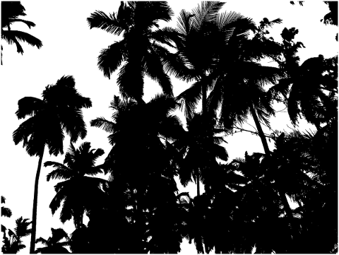 palm-trees-tropical-silhouette-5292598
