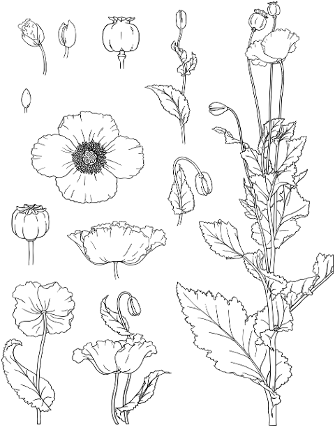 flowers-plants-line-art-decoration-7305479