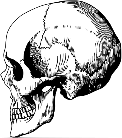 cranium-human-profile-biology-4180335
