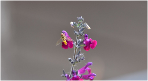 wasp-insect-flower-nature-5202642