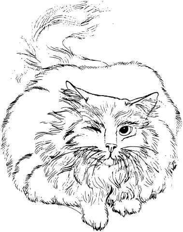 cat-persian-animal-kitten-feline-4779484