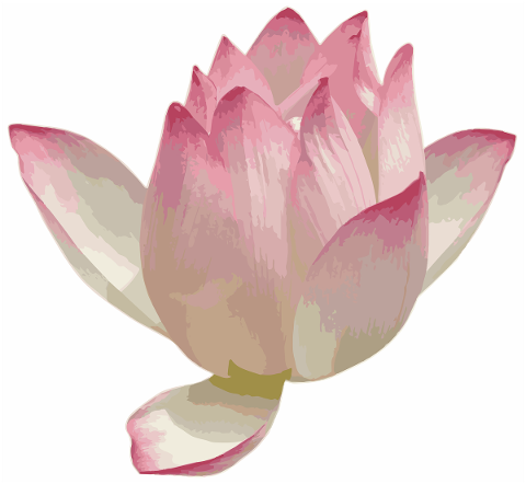 image-cutout-lotus-color-pink-4739933