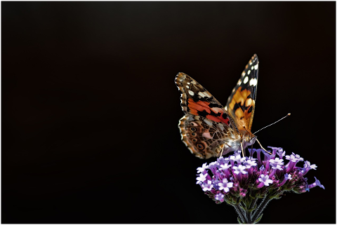 butterfly-insect-flowers-summer-4553933