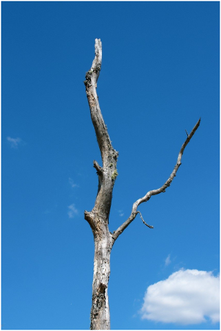 wood-tree-sky-blue-nature-root-5209942