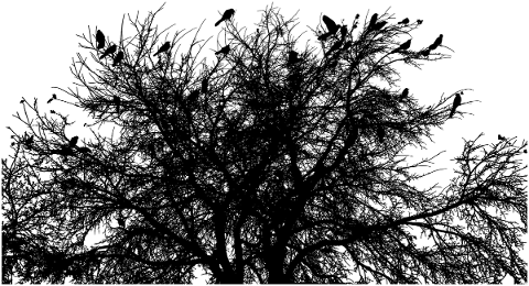 tree-landscape-silhouette-birds-5151237