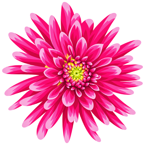 pink-chrysanthemum-flower-bloom-10481056