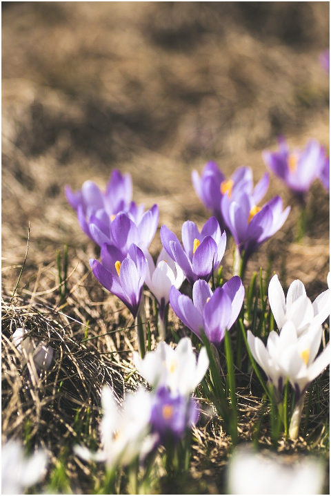 crocus-flowers-plants-6052950