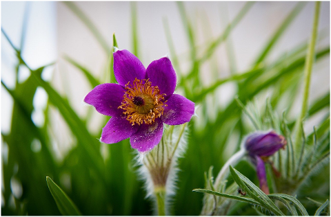 pasqueflower-purple-flower-6290131