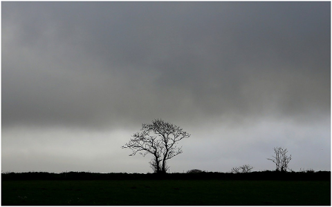 nature-landscape-tree-mist-fog-4787061