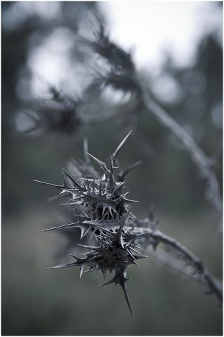 thorn-nature-plant-gray-prickly-4351037