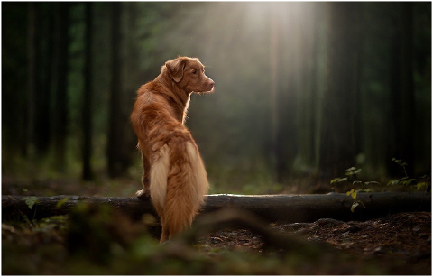 nova-scotia-duck-tolling-retriever-5953883