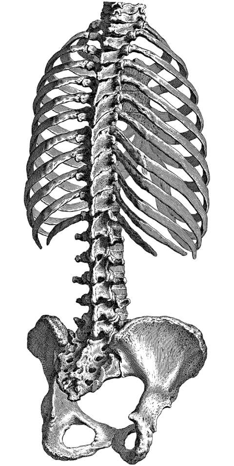 torso-ribcage-bones-skeleton-7156352