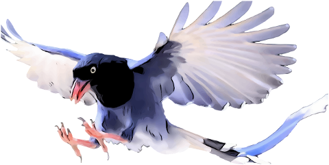 bird-blue-magpie-taiwan-blue-magpie-7102234