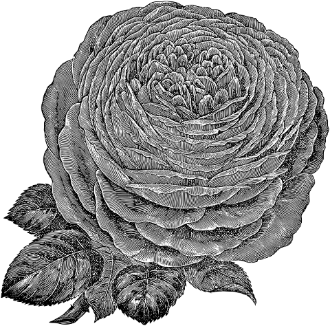 rose-flower-line-art-plant-7297599