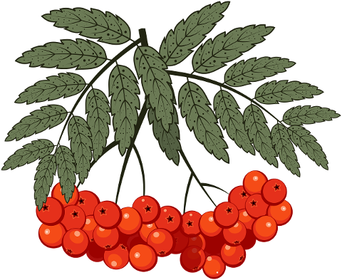 berry-rowan-mountain-ash-organic-6897516