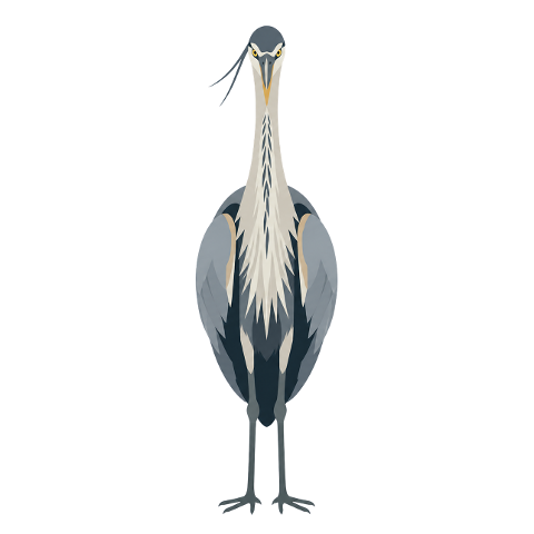 great-blue-heron-bird-wildlife-10356418