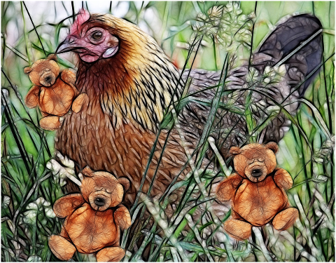 animal-hen-birds-plumage-pen-6132719
