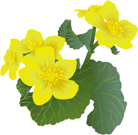 flowers-marsh-marigolds-marigolds-6273054