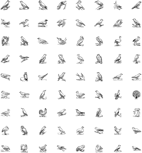 birds-animals-ornithology-7893397