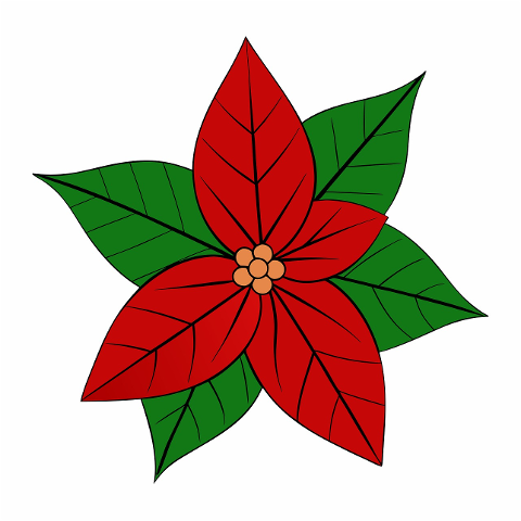 poinsettia-christmas-flower-floral-8993422