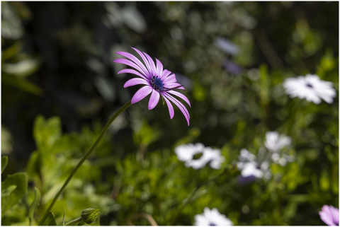 flower-daisy-spring-plant-nature-6054268