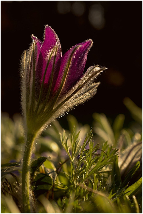 pasqueflower-pasque-flower-flower-6216080