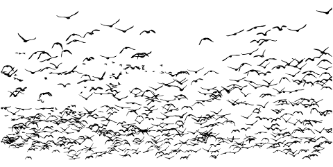geese-birds-silhouette-goose-4164757