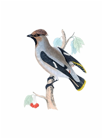 bird-vintage-painting-art-waxwing-4984217