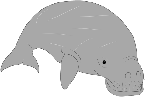 manatee-sea-cow-marine-sea-dugong-5479550