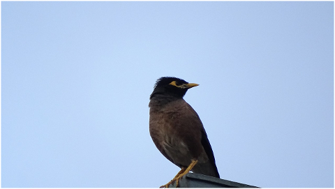bird-sky-moody-animal-flying-4515744