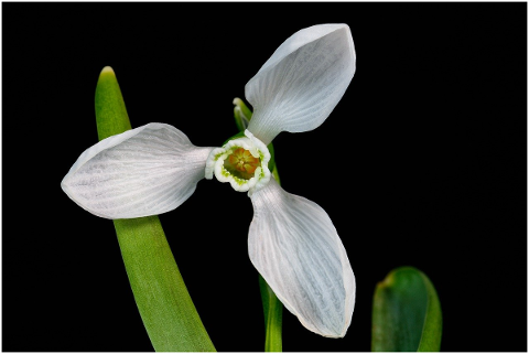 snowdrop-blossom-bloom-stamp-4981465