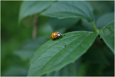 beetle-leaves-garden-spring-nature-4542584