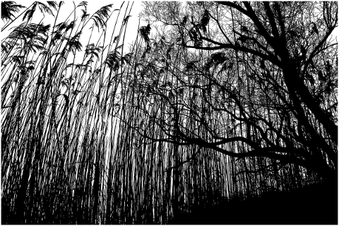 forest-trees-silhouette-vegetation-5152449