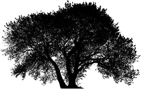 tree-landscape-silhouette-branches-4572768
