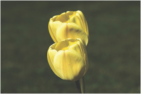 tulip-tulpenbluete-spring-flower-4809875