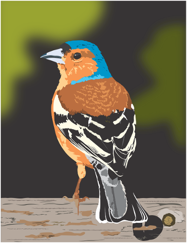 bird-finch-nature-animal-colorful-5188142