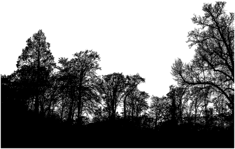 forest-trees-silhouette-branches-4723819
