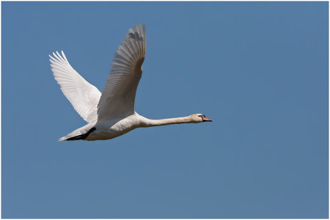 bird-swan-fly-flying-swan-wings-5748517