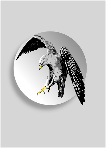 bird-kite-hawk-wildlife-flying-4658449