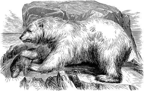 polar-bear-landscape-line-art-5198237