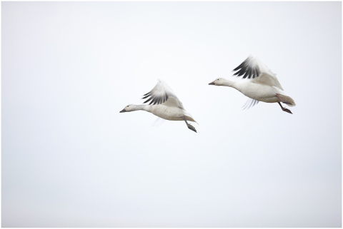 fly-canada-goose-conjugal-love-5161892