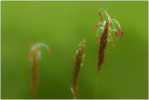 meadow-grasses-seeds-nature-green-5114025