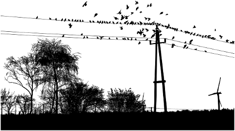 birds-landscape-silhouette-animals-4507581