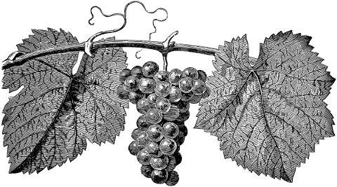 grapes-fruit-line-art-food-plant-5202482