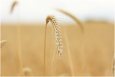 grain-cornfield-crop-plant-4320349