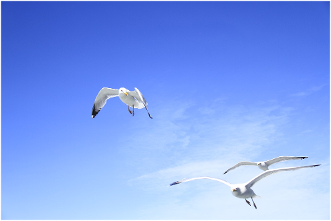 birds-flying-sky-wing-seagull-4328486