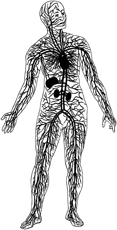 circulatory-system-heart-organs-8111187